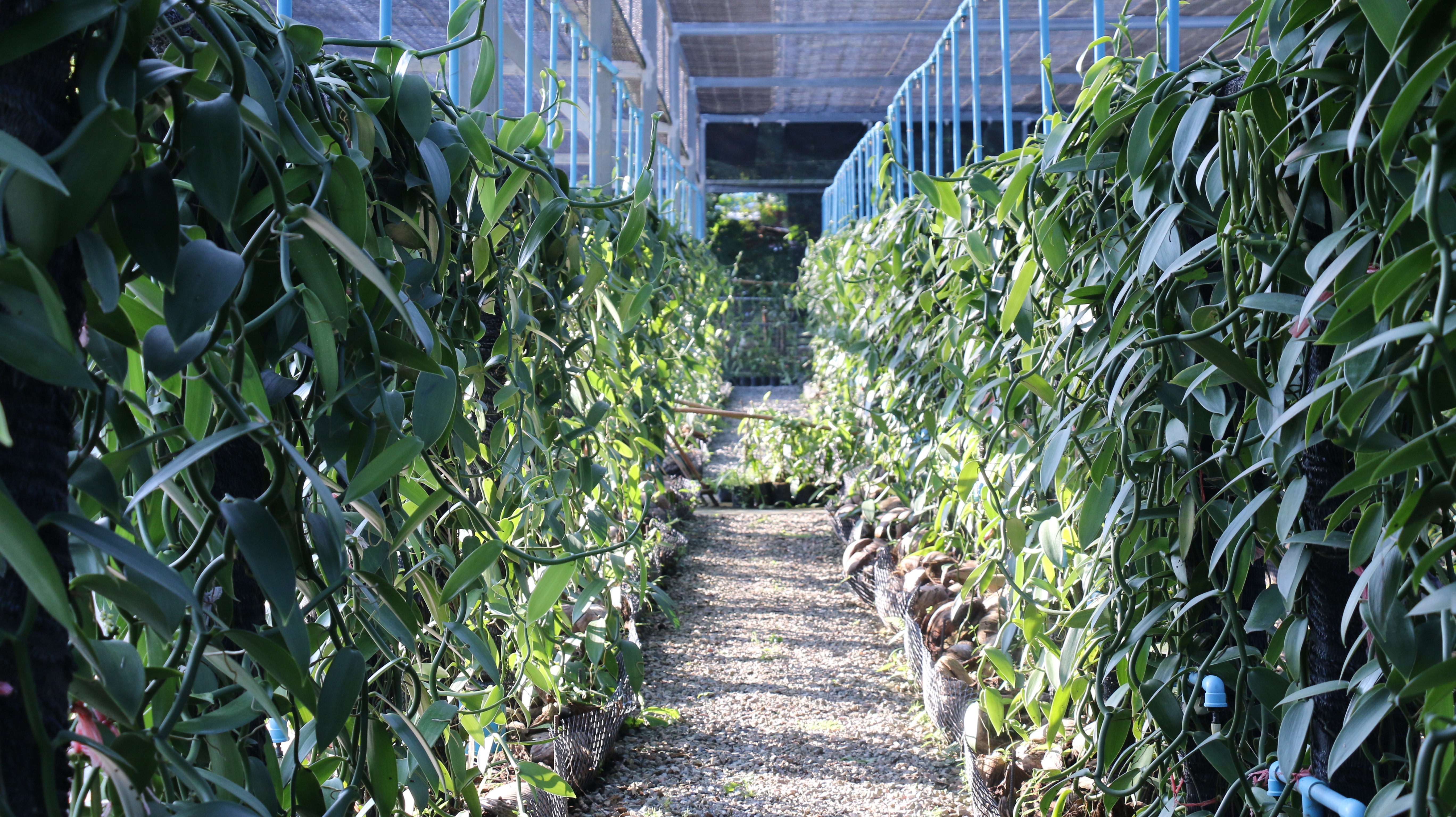 Vanilla beans growing on vines at Lago Bloom farm in Kaeng Krachan