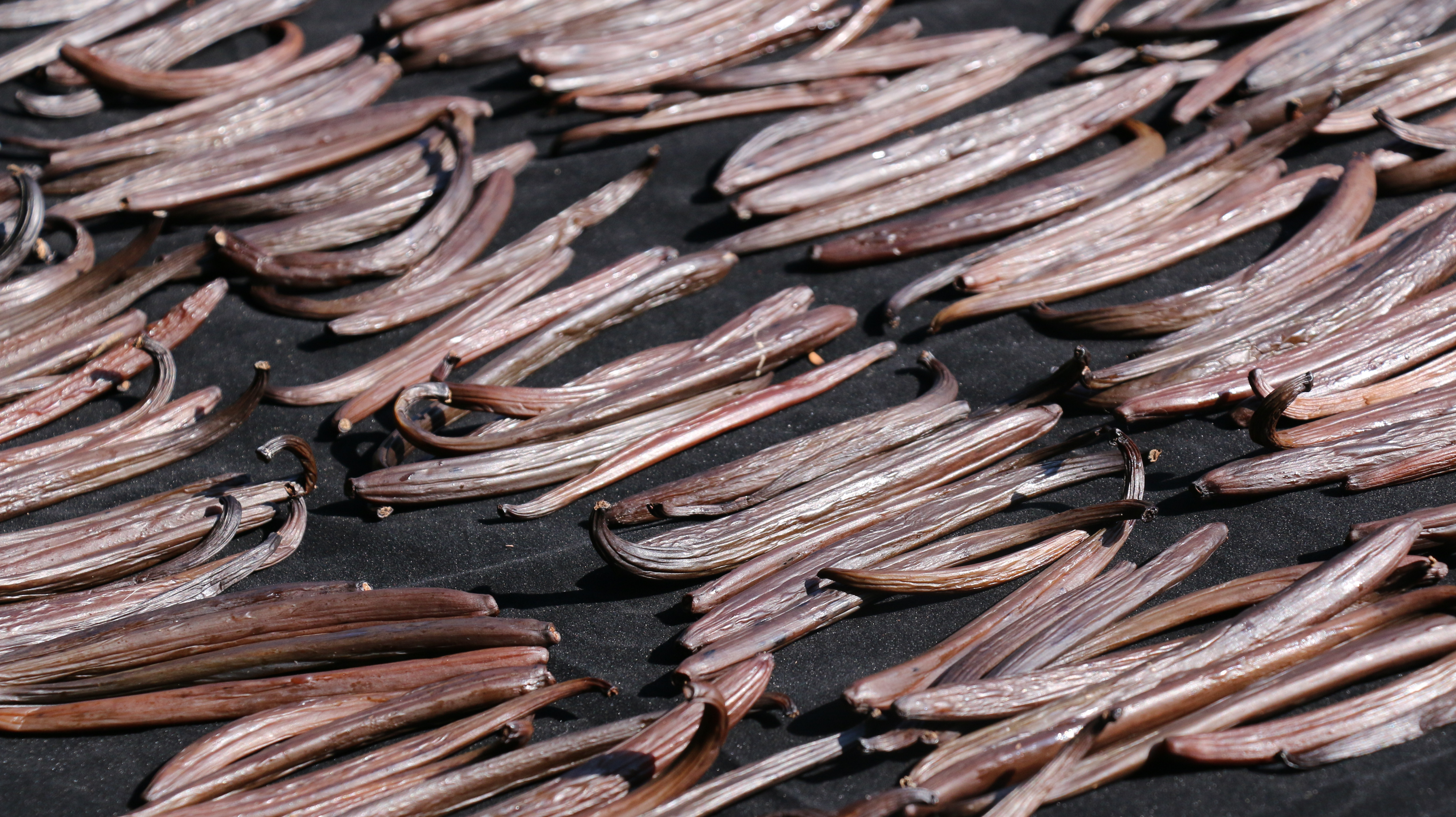 Cured vanilla beans prepared after the long curing process