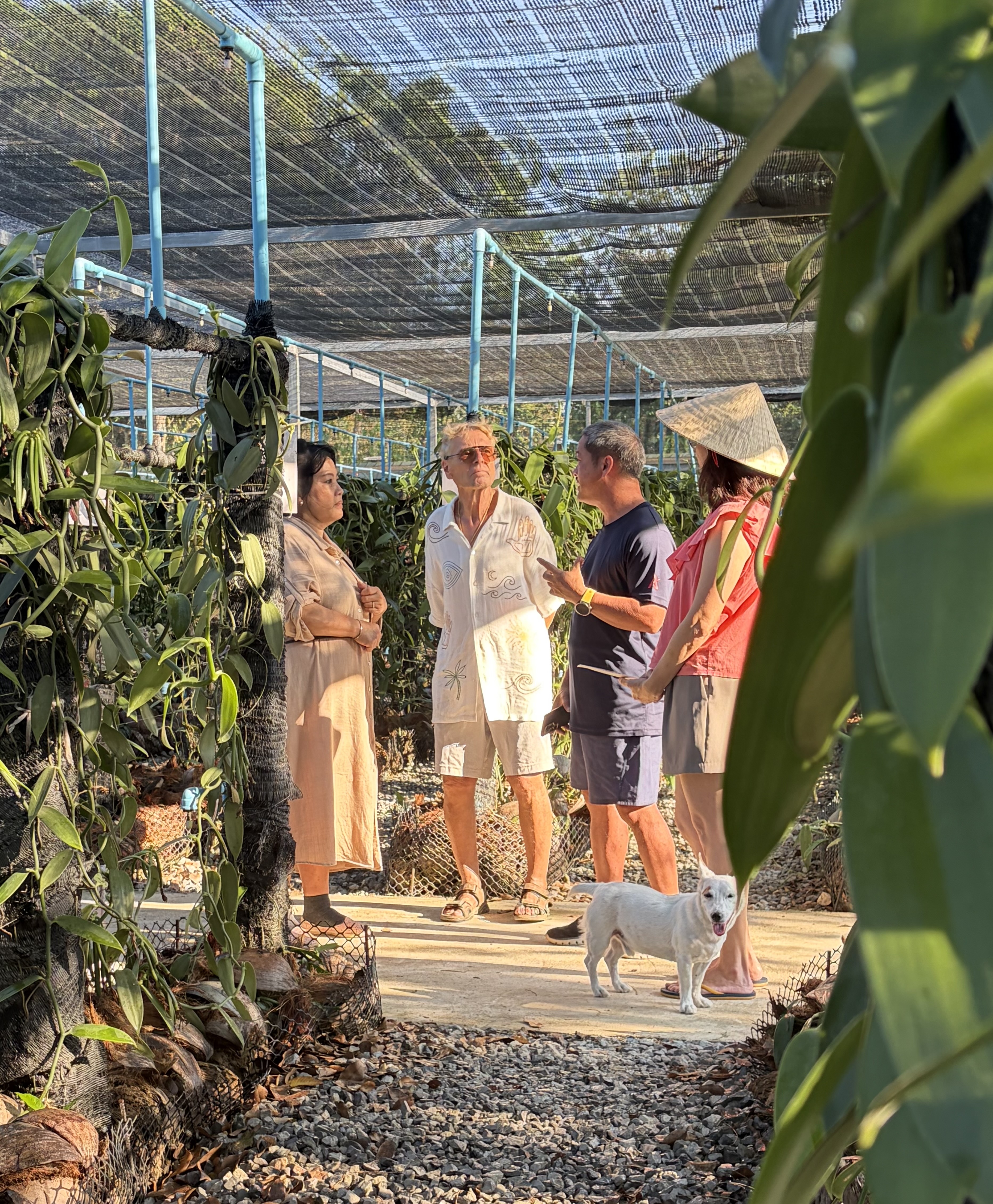 Vanilla curing room at Lago Bloom with pods on drying racks